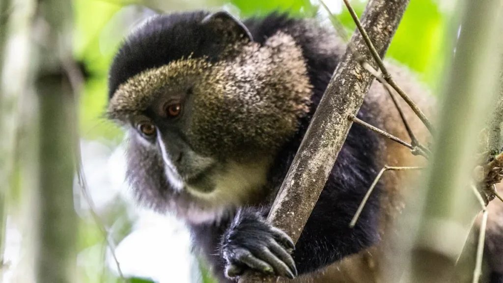 Golden Monkey Mgahinga National Park
