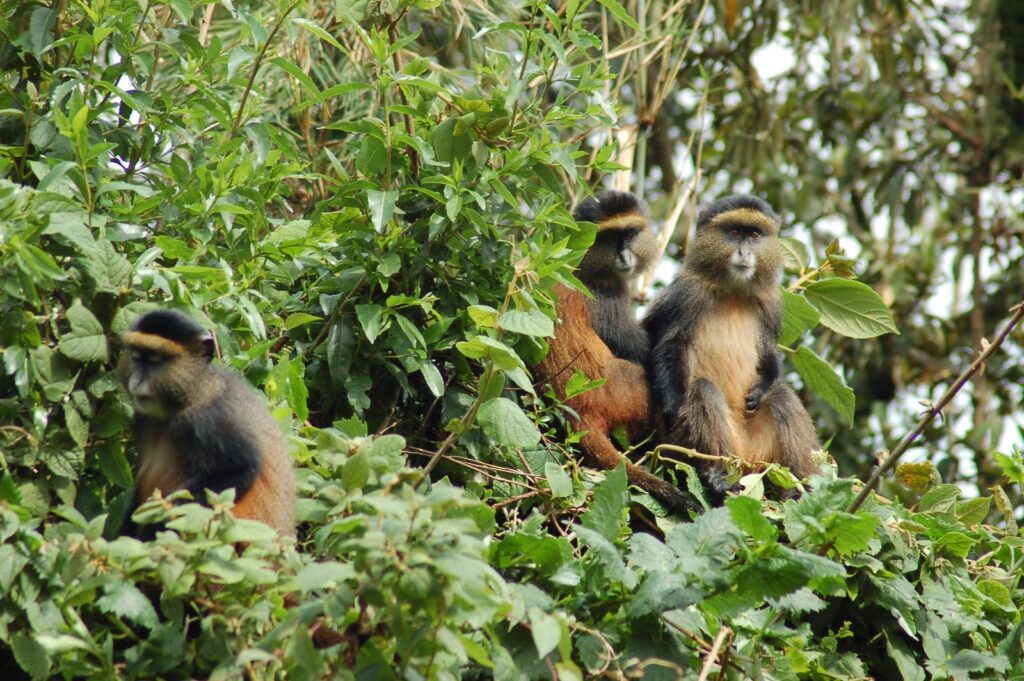 Golden Monkey Tracking Volcanoes