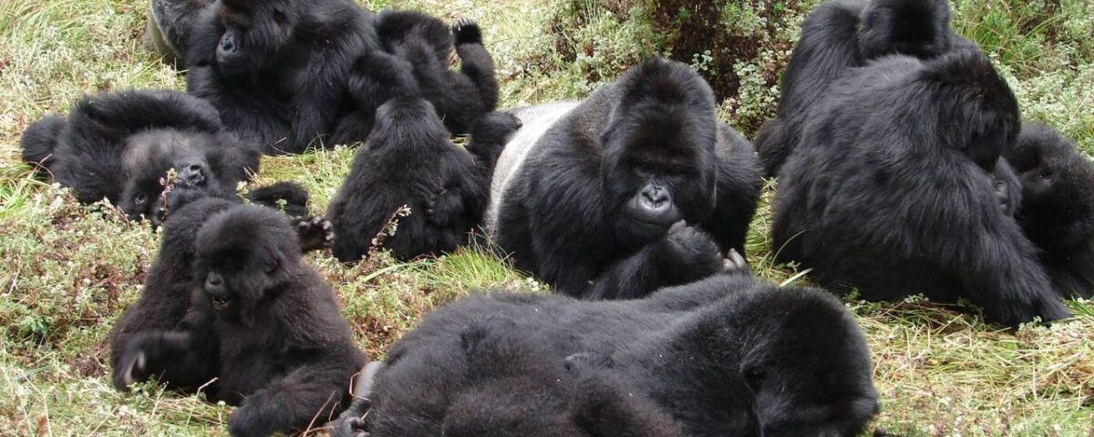 Interesting Detailed Facts About Gorillas