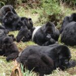 Interesting Detailed Facts About Gorillas