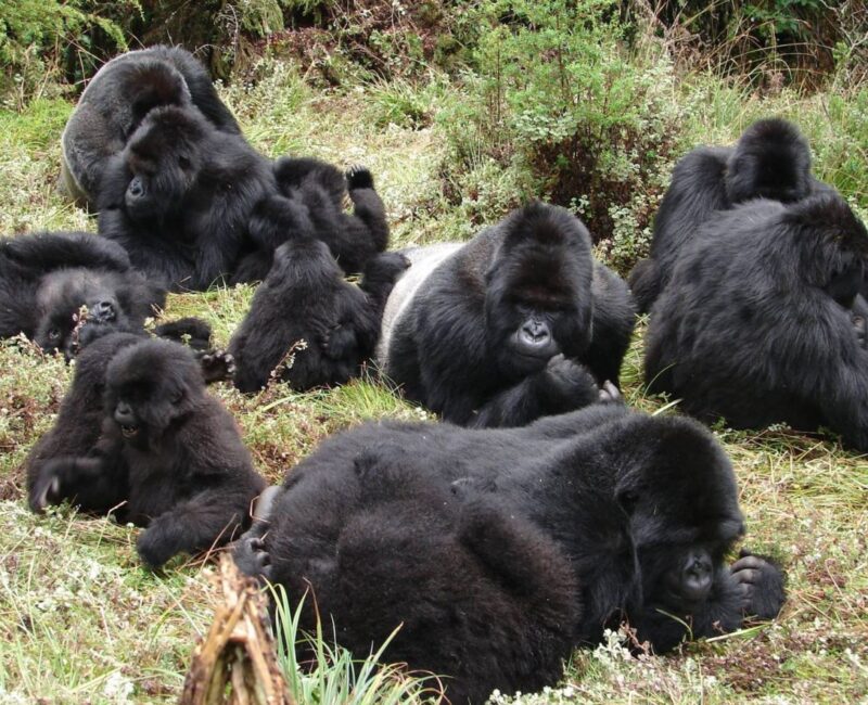 Interesting Detailed Facts About Gorillas