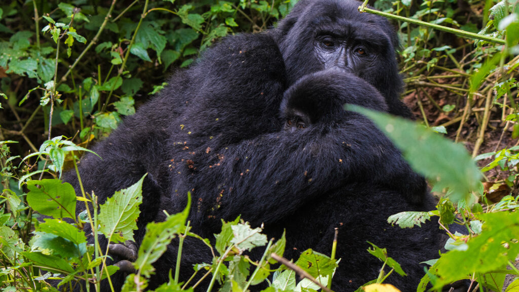 Gorilla Trekking Uganda