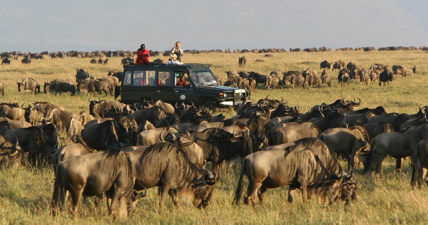 Great Migration Masai mara National Reserve Safari