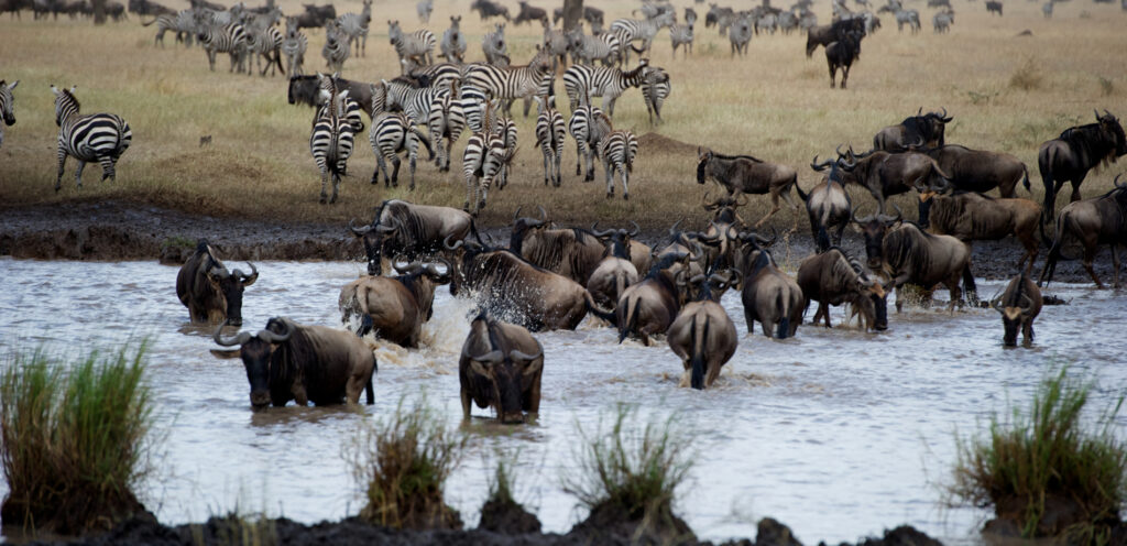 Great Wildlife Migration 