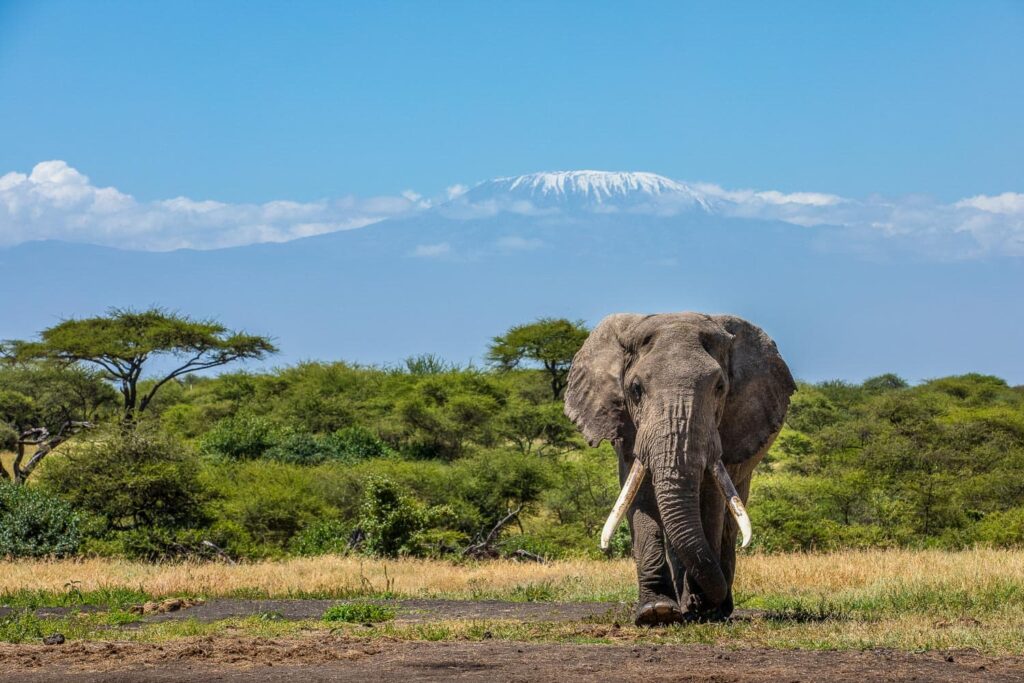 Kenya Wildlife Safaris