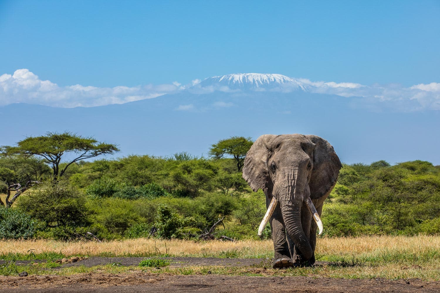Kenya Wildlife Safaris