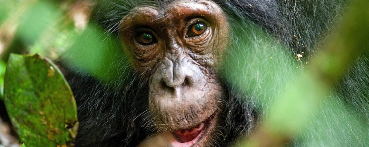 Kibale National Park