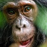 Kibale National Park