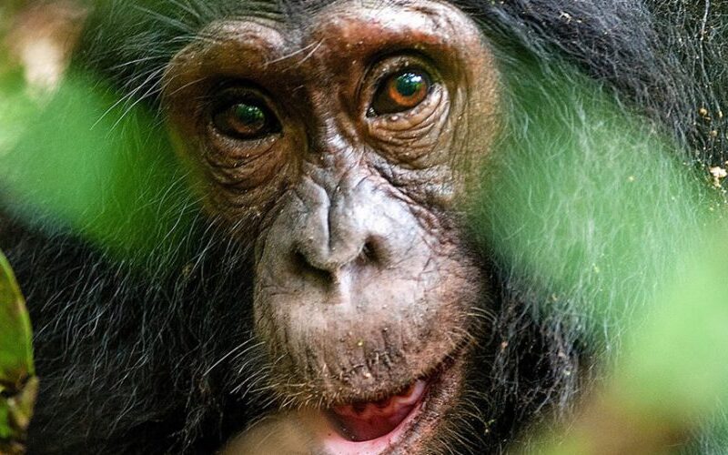 Kibale National Park