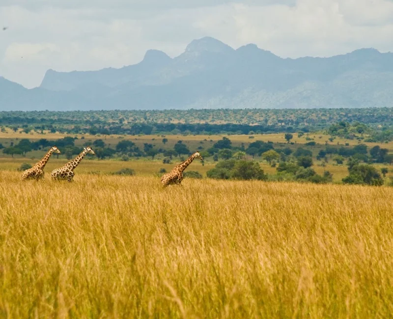Kidepo Valley National Park
