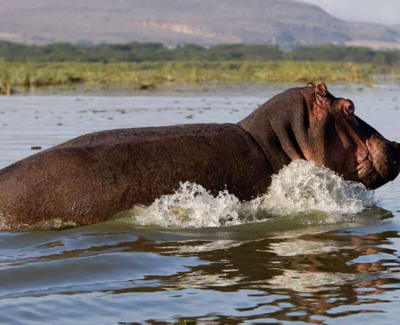 Lake Naivasha