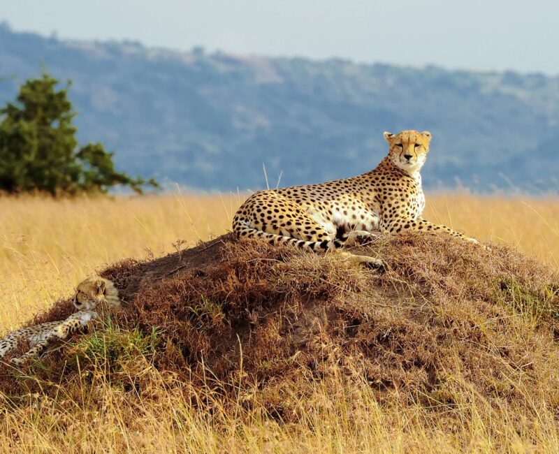Masai Mara National Reserve