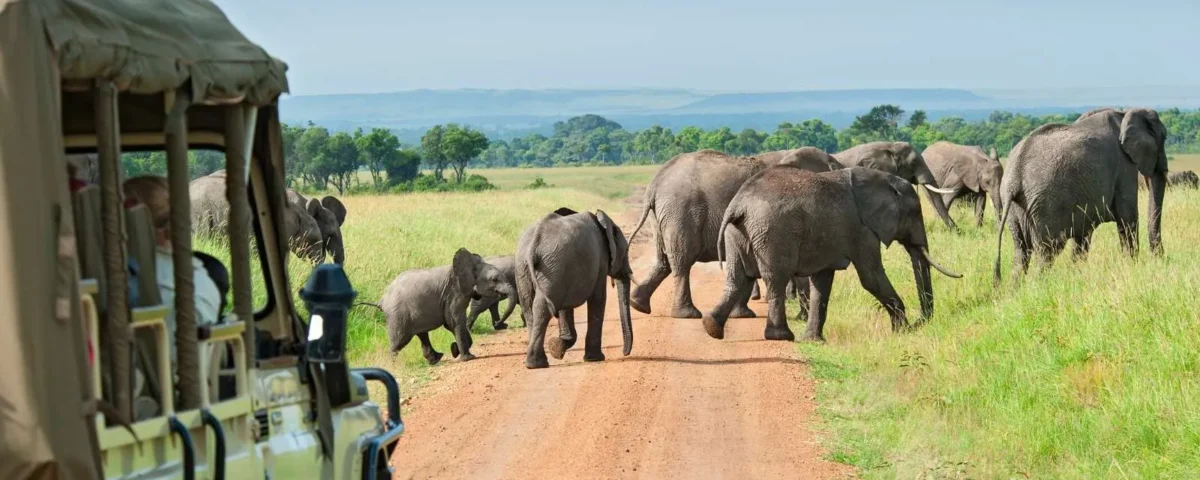 The Big Five Safari Adventure in Uganda 