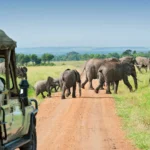 The Big Five Safari Adventure in Uganda 