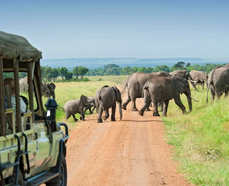 The Big Five Safari Adventure in Uganda 