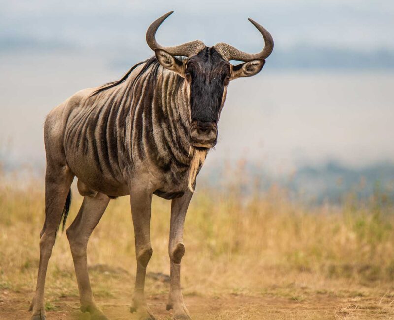 Nairobi National Park