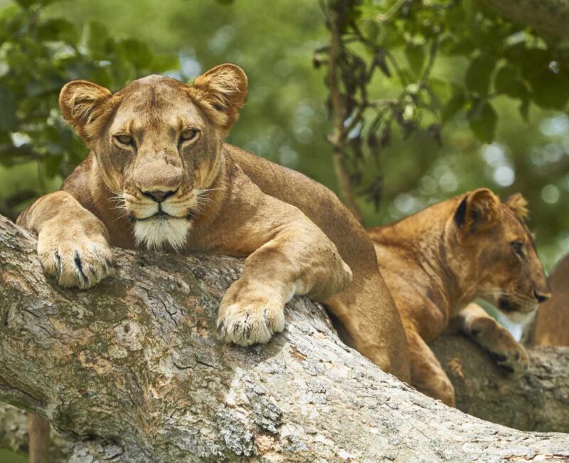 Queen Elizabeth National Park