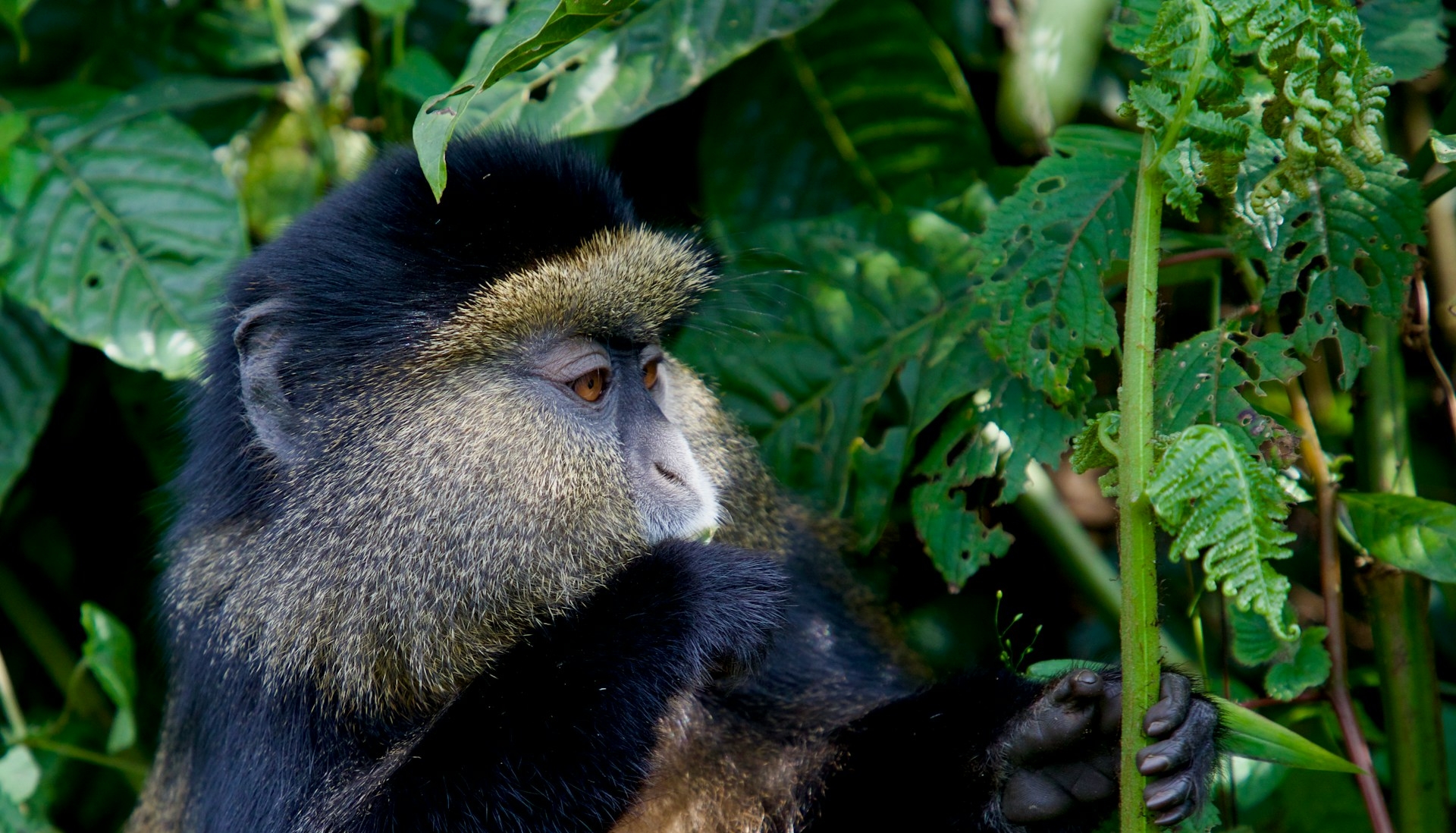 Rwanda Golden Monkey Tracking Safaris
