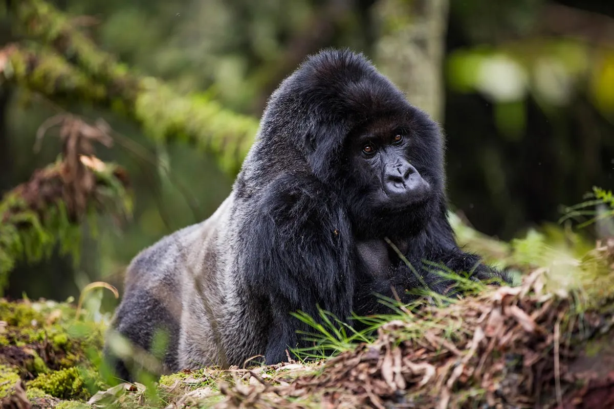 Rwanda Gorilla Safari Adventure