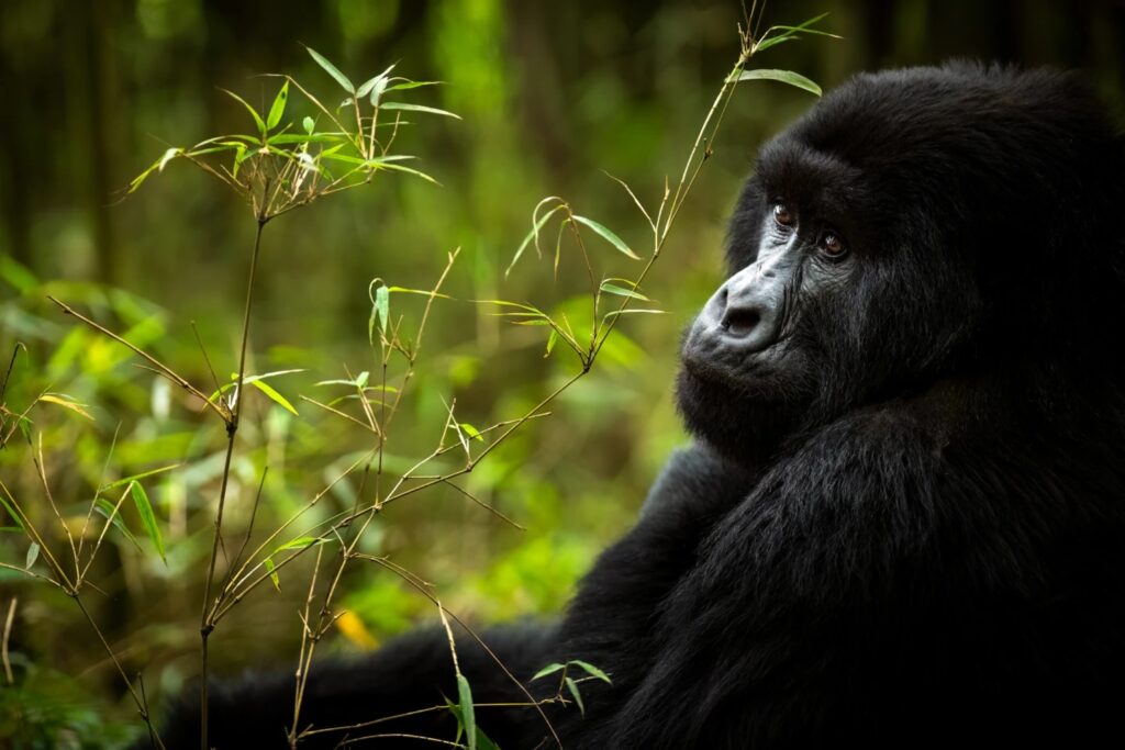 Rwanda Gorilla Trekking