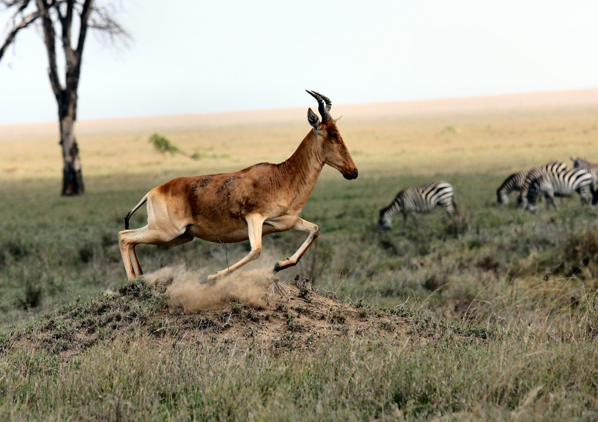 Rwanda Wildlife Safaris Tours