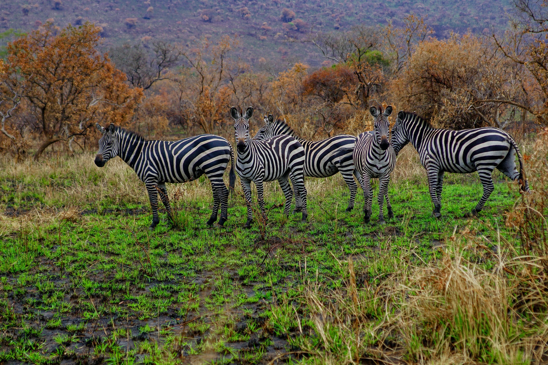 Rwanda Wildlife Safaris