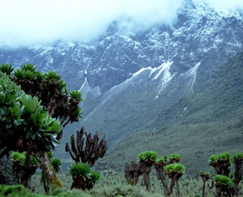 Rwenzori Mountains National Park