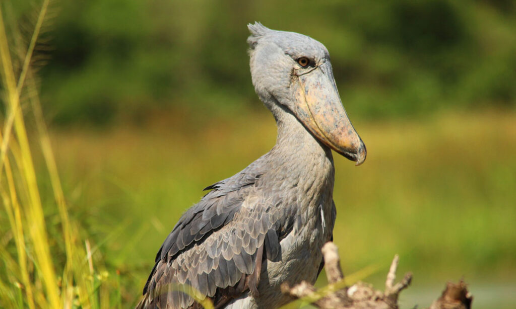 Shoebill filming in Murchison Falls National Park