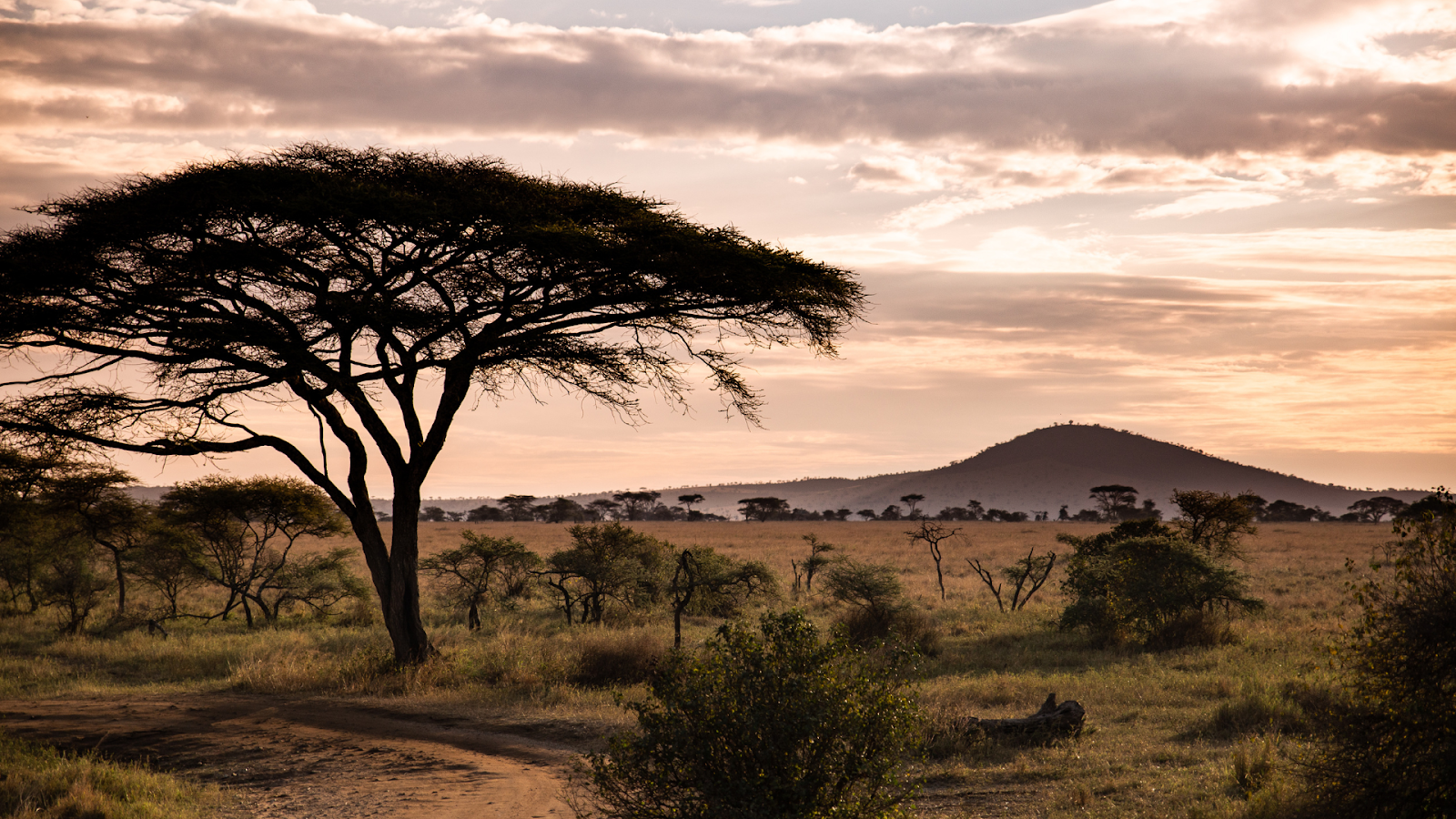 Tanzania Safari Adventure