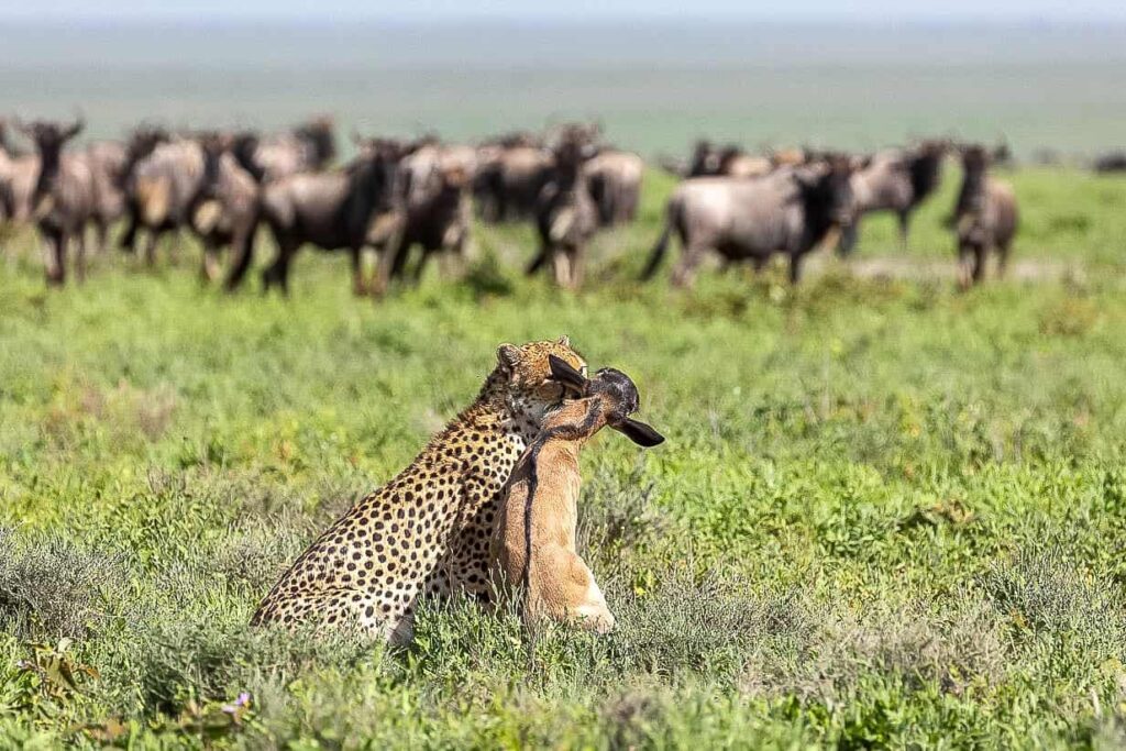 Tanzania Wildlife Safari Experience