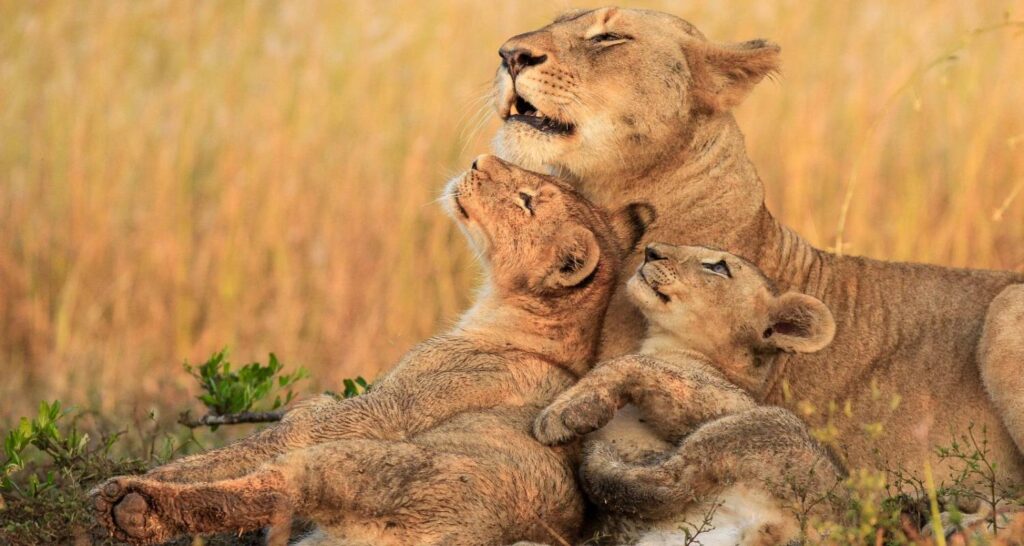 Tanzania Wildlife Safaris