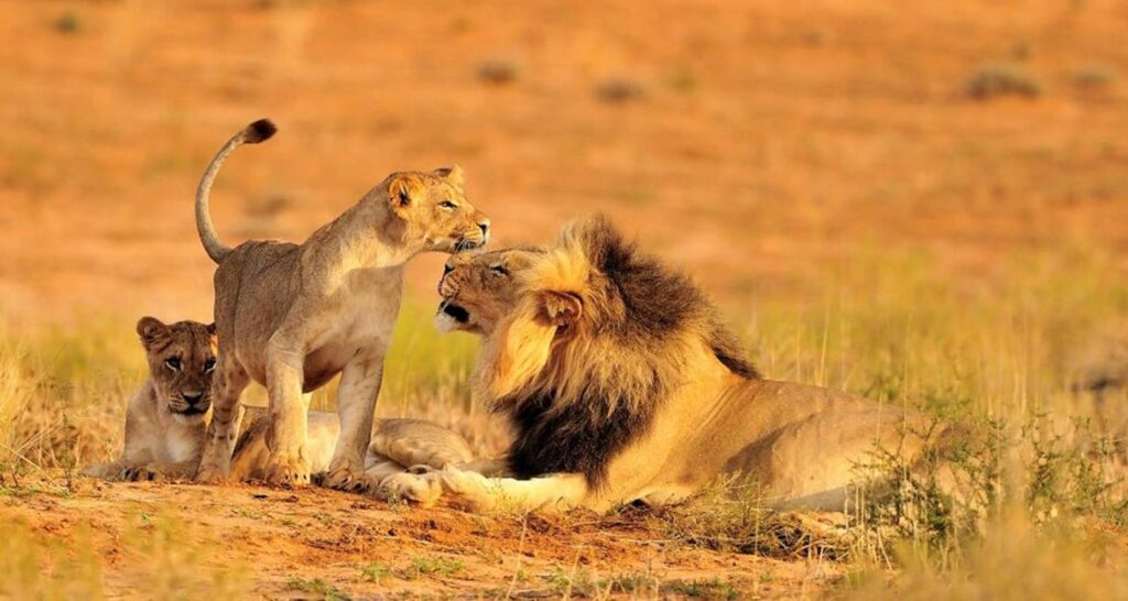 Tanzania Wildlife Safaris Tour
