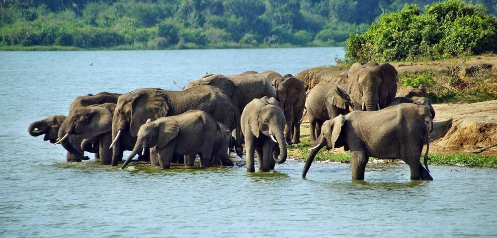 Queen Elizabeth National Park