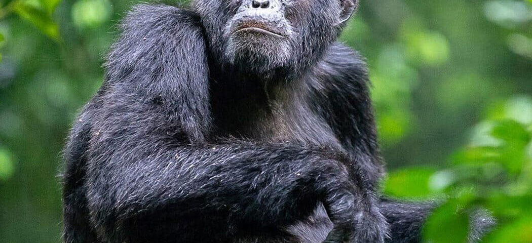 The Fascinating World of Chimpanzees