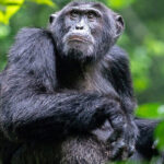 The Fascinating World of Chimpanzees