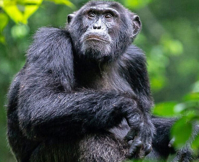 The Fascinating World of Chimpanzees
