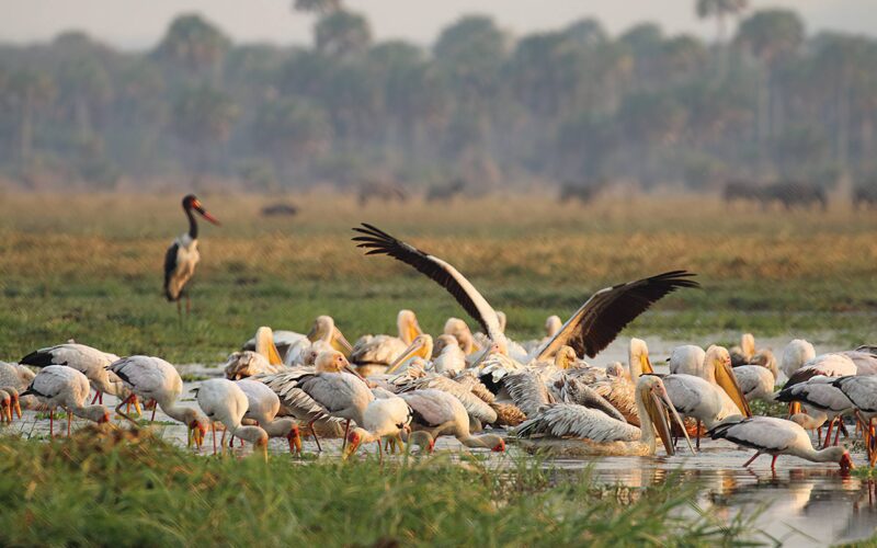 Katavi National Park Katavi National Park
