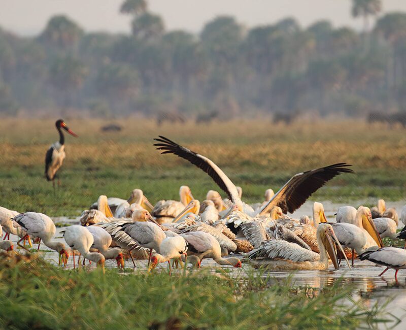 Katavi National Park