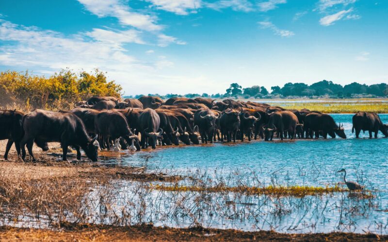 Lake Manyara National Park Lake Manyara National Park