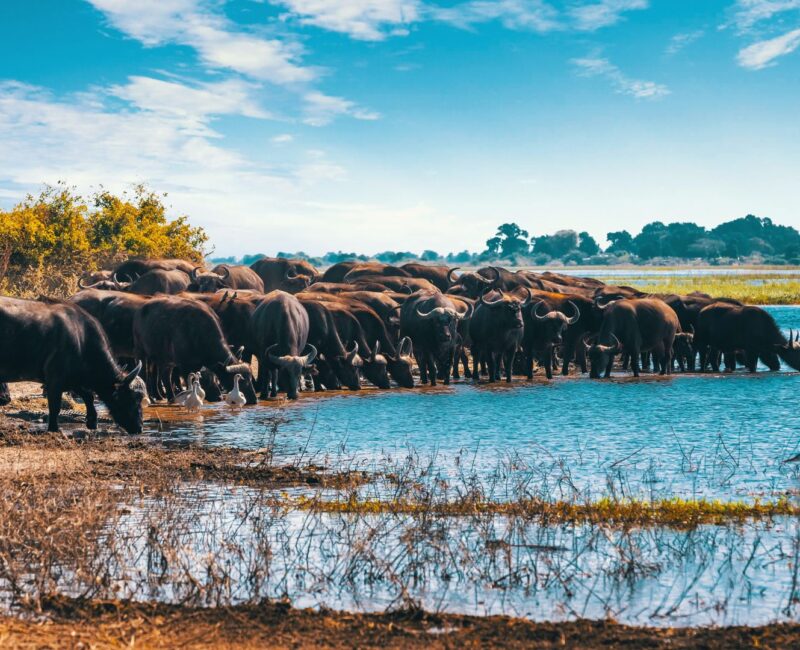 Lake Manyara National Park