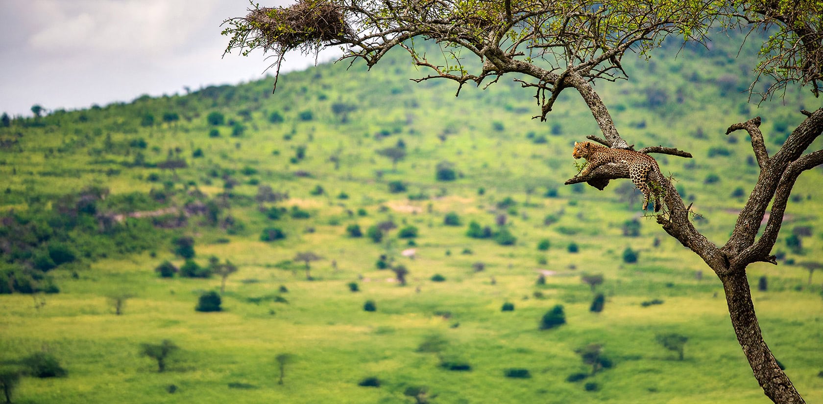 Tanzania National Parks