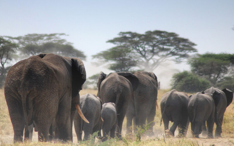Tarangire National Park Tarangire National Park