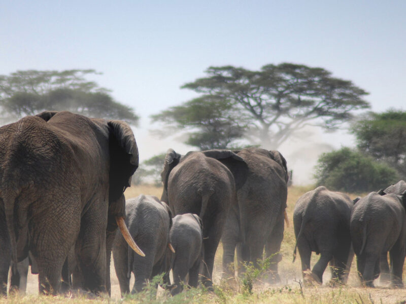 Tarangire National Park Tarangire National Park
