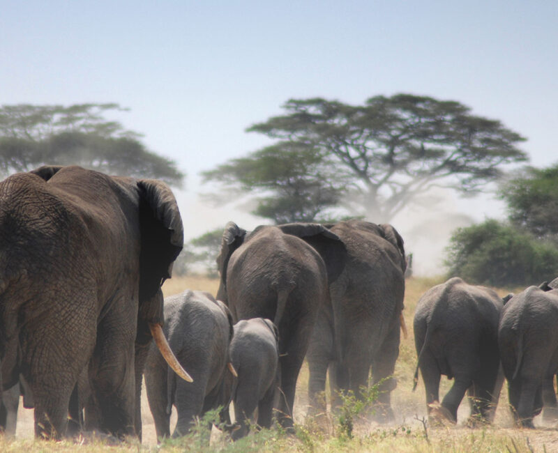 Tarangire National Park
